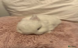 Mini Lop rabbits for sale: Mini lop rabbits - Image 3