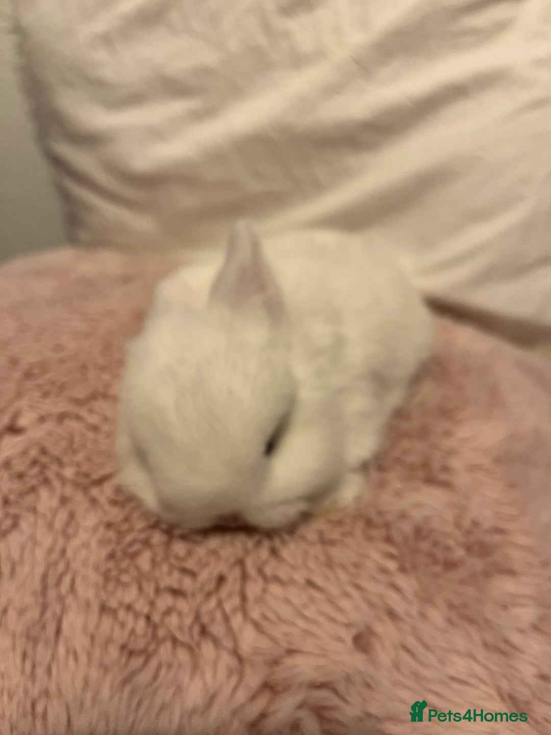 Mini Lop rabbits for sale: Mini lop rabbits - Image 3