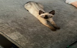 Balinese cats for sale: Male Balinese 1yr old - Image 4