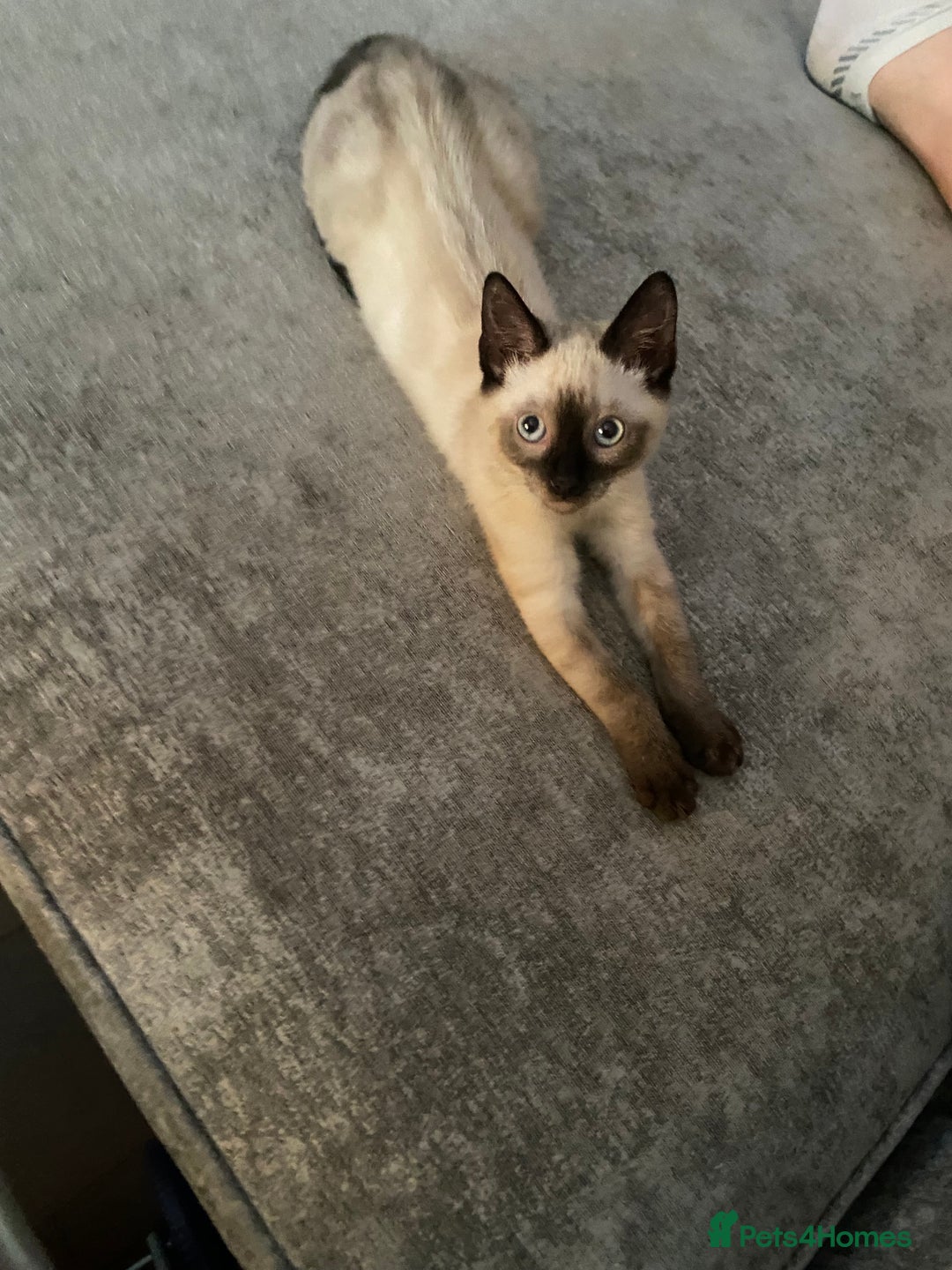 Balinese cats for sale: Male Balinese 1yr old - Image 4