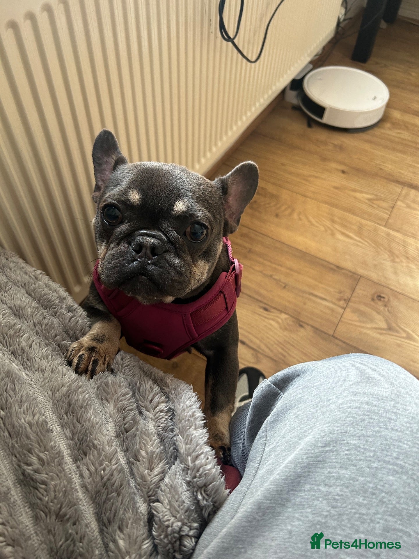 French Bulldog dogs 1Year Old Female French Bulldog  - Advert 1