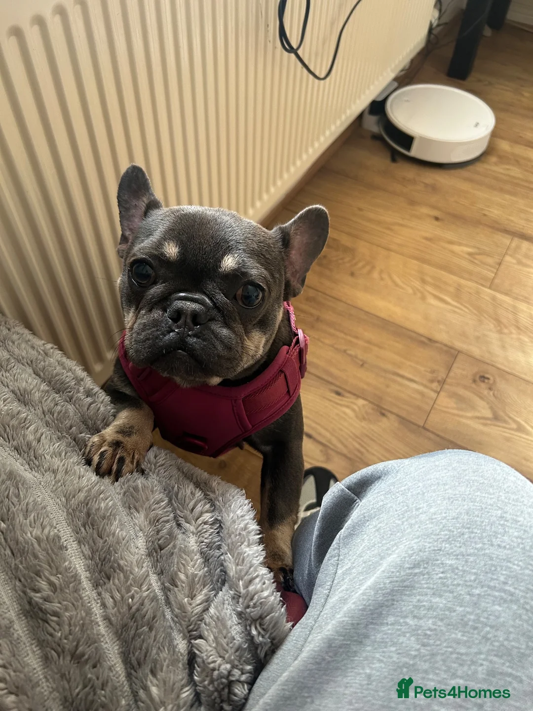French Bulldog dogs for sale: 1Year Old Female French Bulldog  - Advert 2