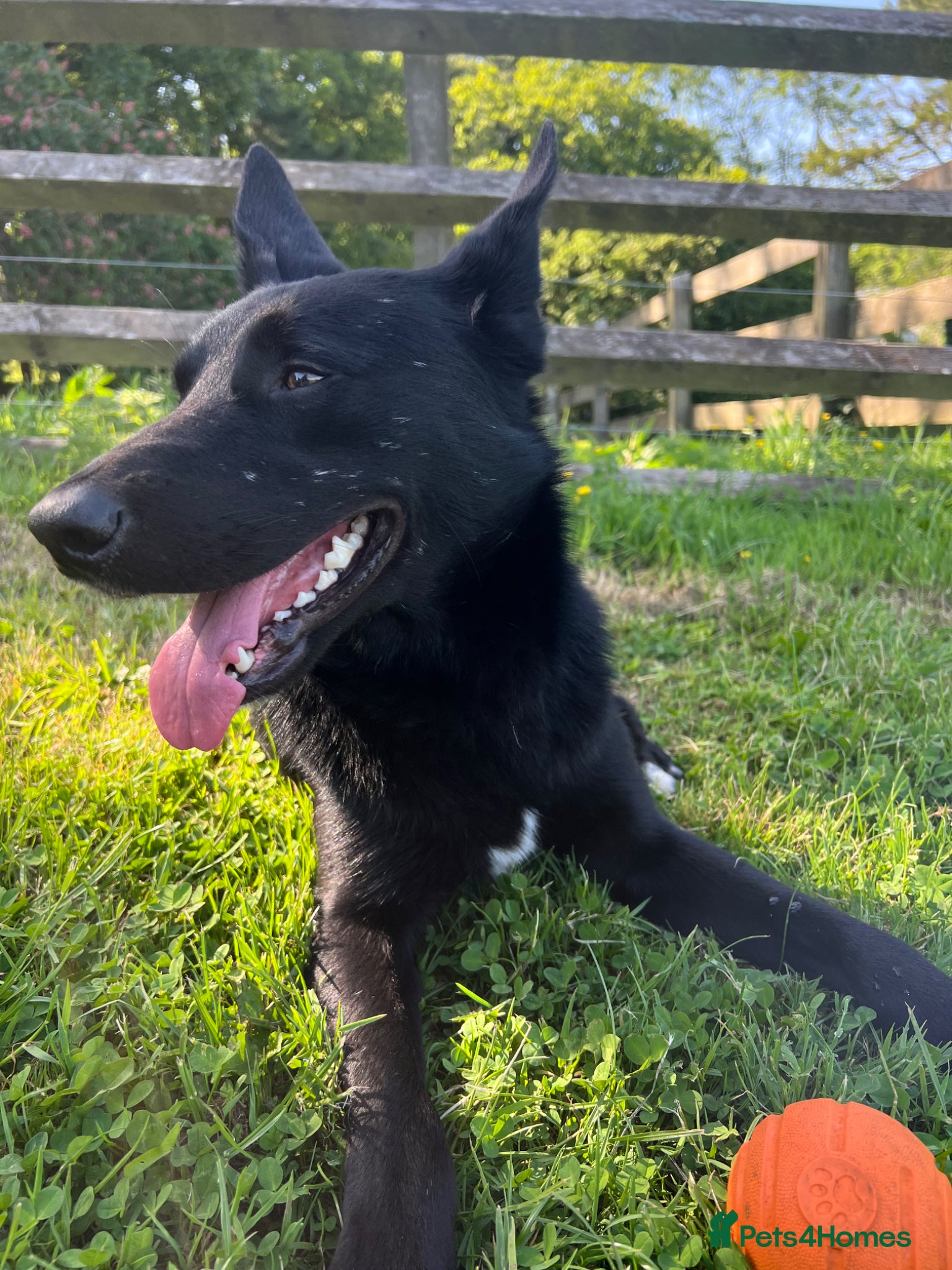 Mixed Breed dogs Koba  - Advert 3
