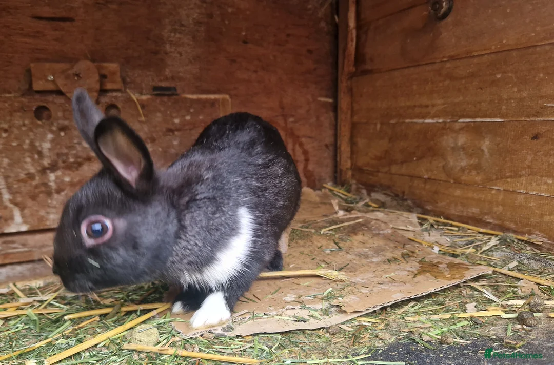 Mixed Breed rabbits for sale: Cute pair of little baby bunny brothers  - Advert 6