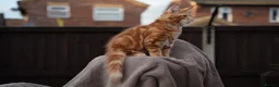 Maine Coon cats for sale: XL Pedigree Maine coon kittens - Advert 21