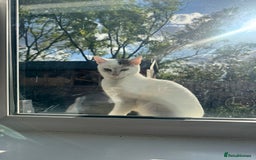 Domestic Shorthair cats for sale: Snow White sisters ❄️🥰 - Image 21