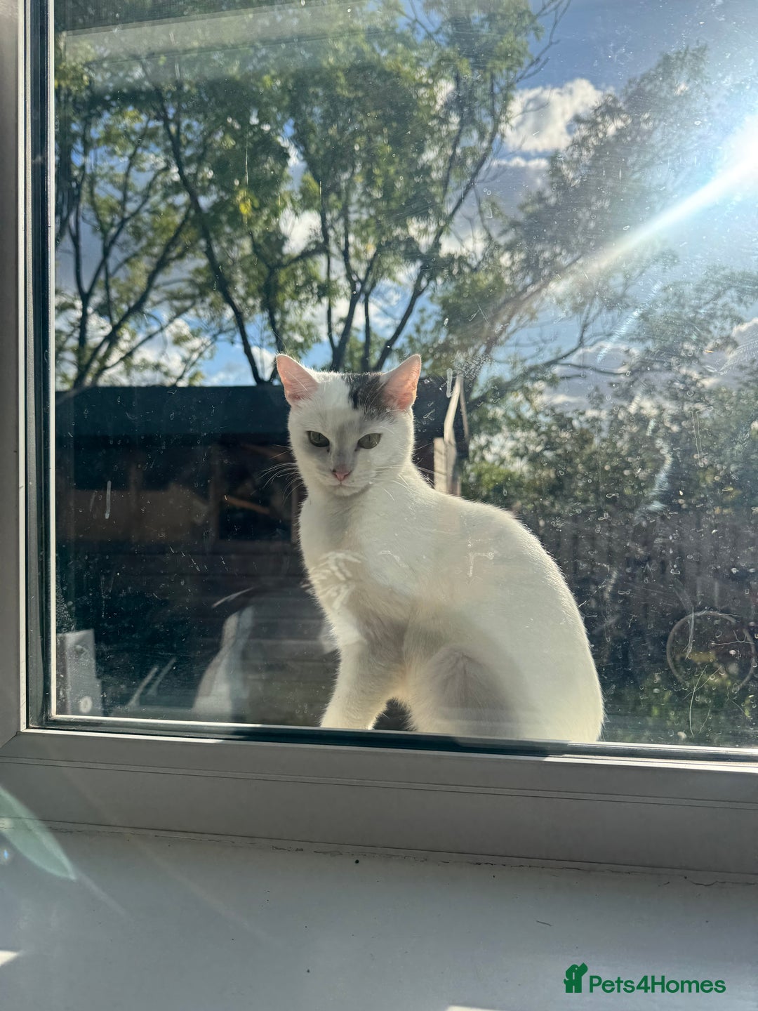Domestic Shorthair cats for sale: Snow White sisters ❄️🥰 - Image 21