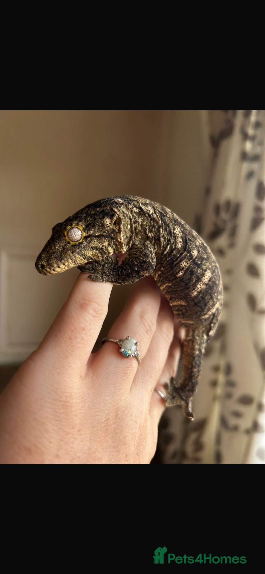 Gecko reptiles 2 beautiful friedel leachies for sale  - Advert 1