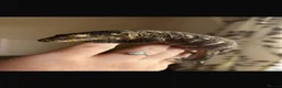 Gecko reptiles for sale: 2 beautiful friedel leachies for sale  - Advert 1