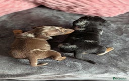 Miniature Dachshund dogs for sale: Beautiful KC miniature dachshund puppies - Image 8