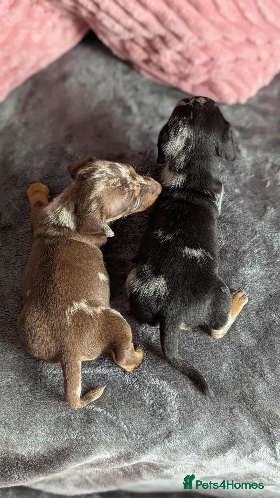 Miniature Dachshund dogs for sale: Beautiful KC miniature dachshund puppies - Image 8