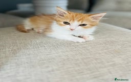 British Longhair cats for sale: British Long Hair Ginger Female  - Image 2