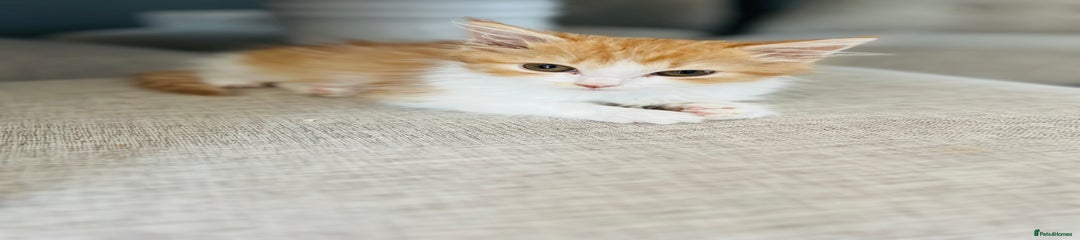 British Longhair Kitten 1