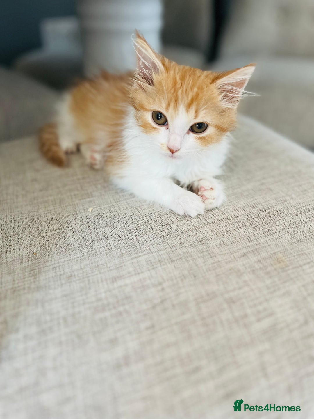 British Longhair cats for sale: British Long Hair Ginger Female  - Image 2