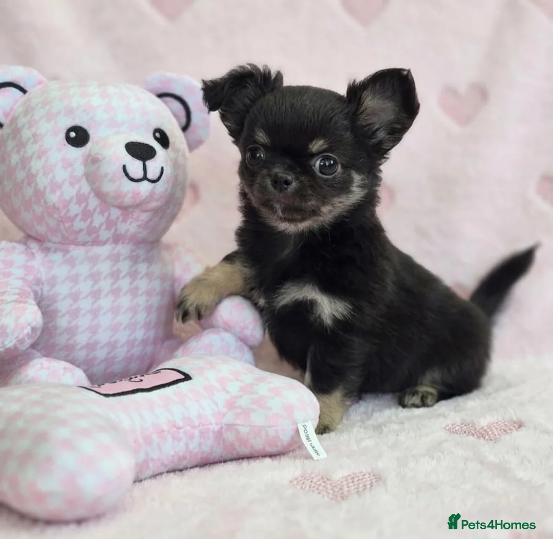 Chihuahua dogs for sale: AMAZING LONGCOAT CHIHUAHUA PUPPIES  - Advert 17