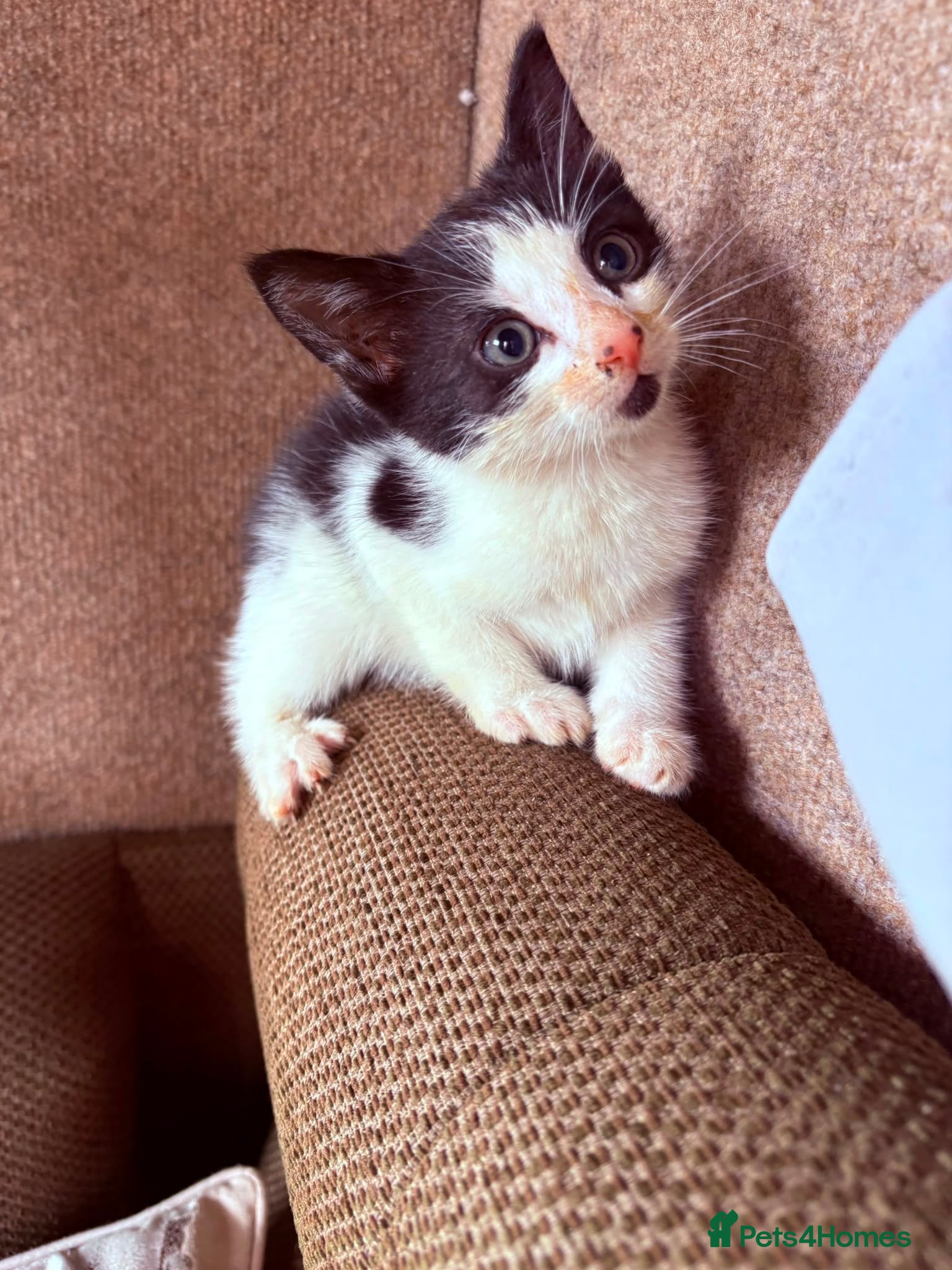 Mixed Breed cats for sale: Beautiful kittens in Dewsbury - Advert 3