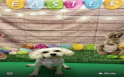 Cavapoo dogs for sale: Cavapoo - Image 3