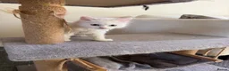 Turkish Angora cats for sale: Long hair kittens  - Advert 5