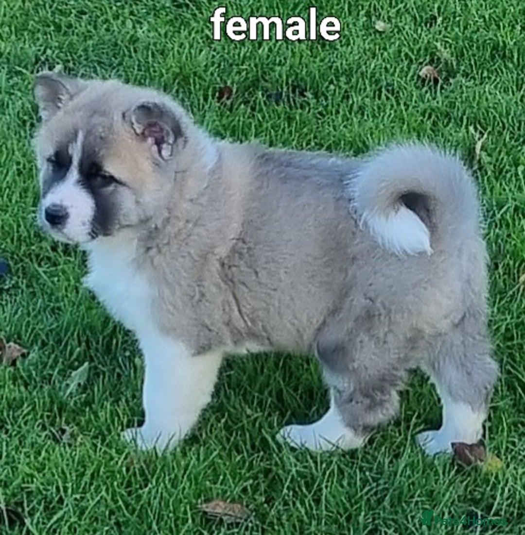 Akita dogs for sale: Akita pups  - Advert 2