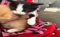 Mixed Breed cats for sale: 5 gorgeous kittens - Image 26