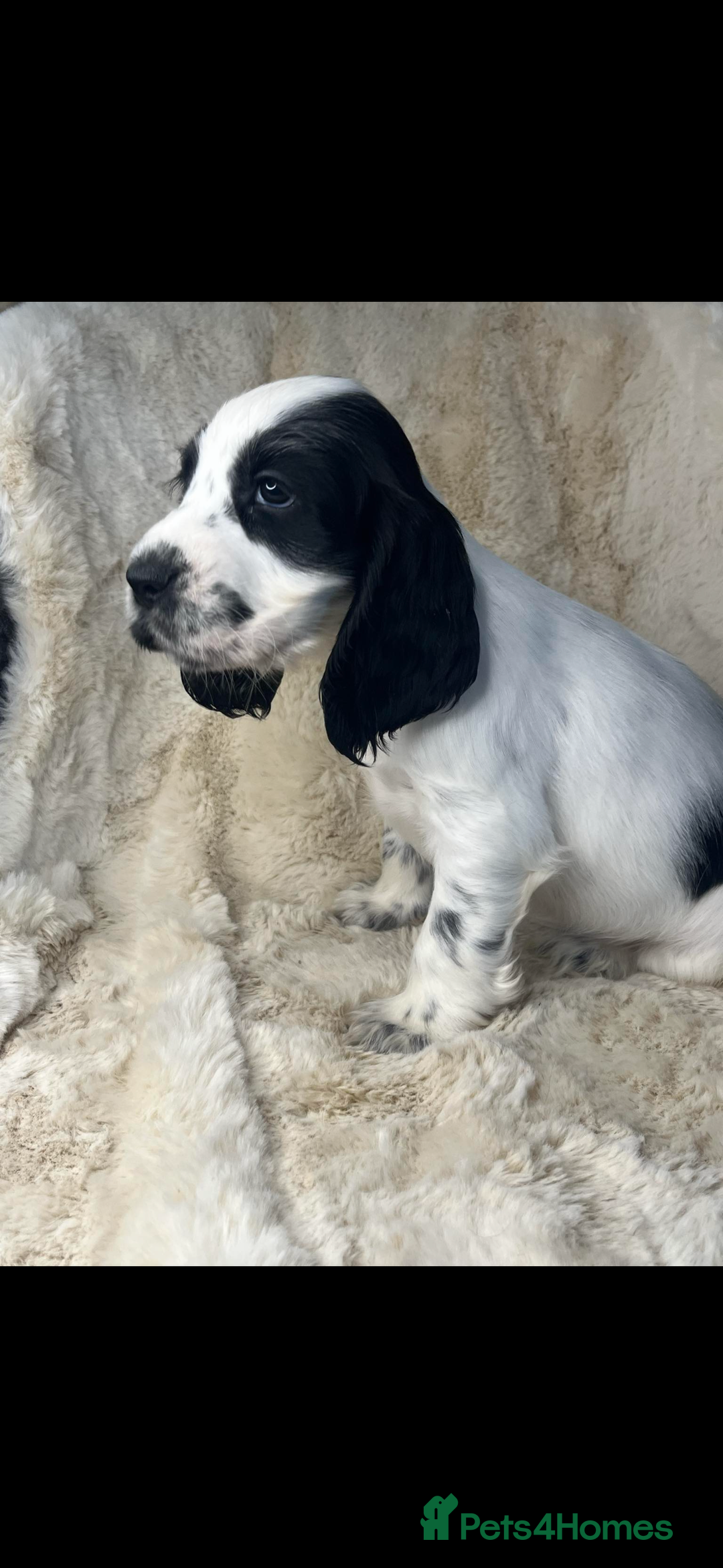 Cocker Spaniel dogs for sale: Health tested cocker spaniel puppies  - Advert 9
