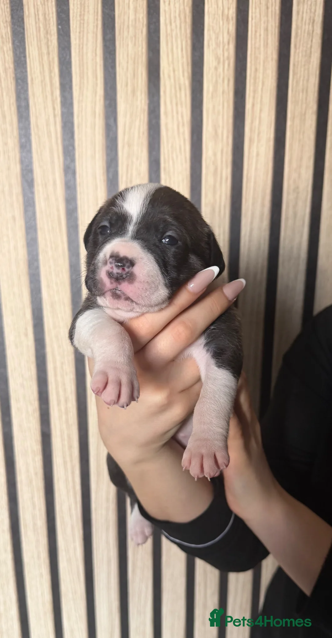 Mixed Breed dogs for sale: american bully cross staffy  - Advert 1