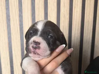 Mixed Breed dogs american bully cross staffy - Advert 1