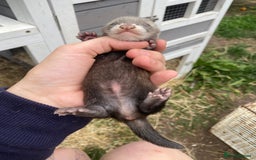 Ferret rodents for sale: Ferret kits  - Image 12