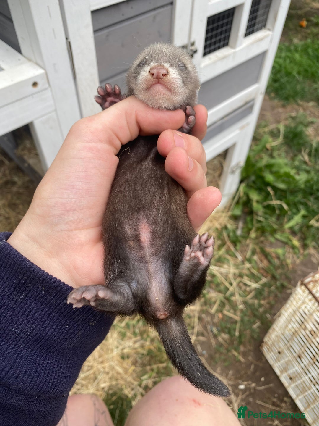 Ferret rodents for sale: Ferret kits  - Image 12