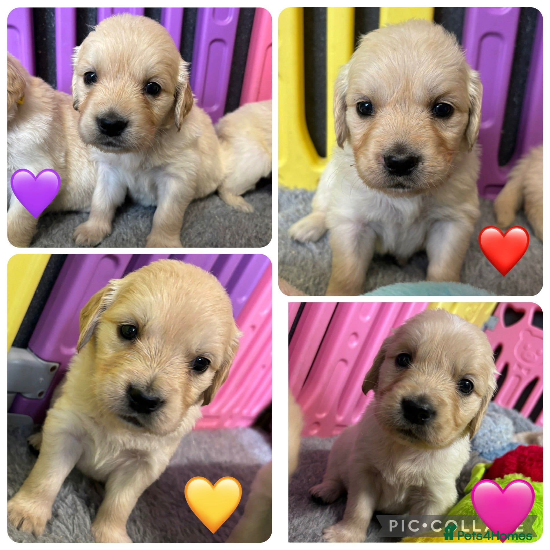 Golden Retriever dogs Beautiful Kc registered Golden Retriever puppies  - Advert 1