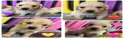 Golden Retriever dogs for sale: Beautiful Kc registered Golden Retriever puppies  - Advert 8