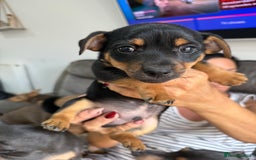 Jack Russell dogs for sale: Jack Russell Puppies 3 boys available - Image 5