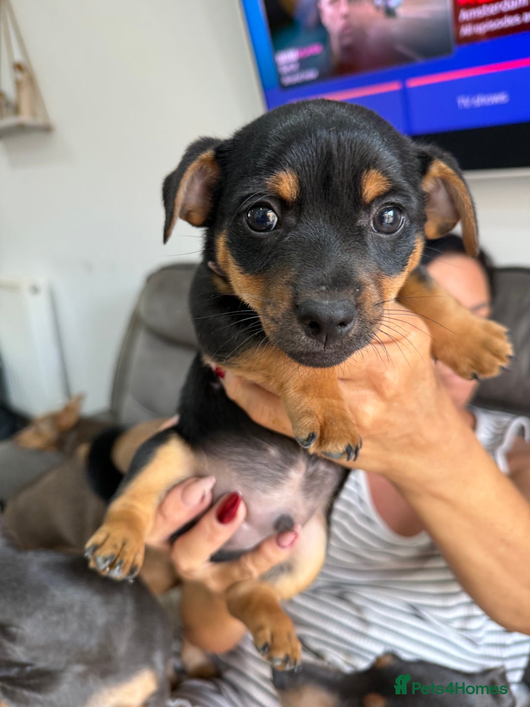 Jack Russell dogs for sale: Jack Russell Puppies 3 boys available - Image 5