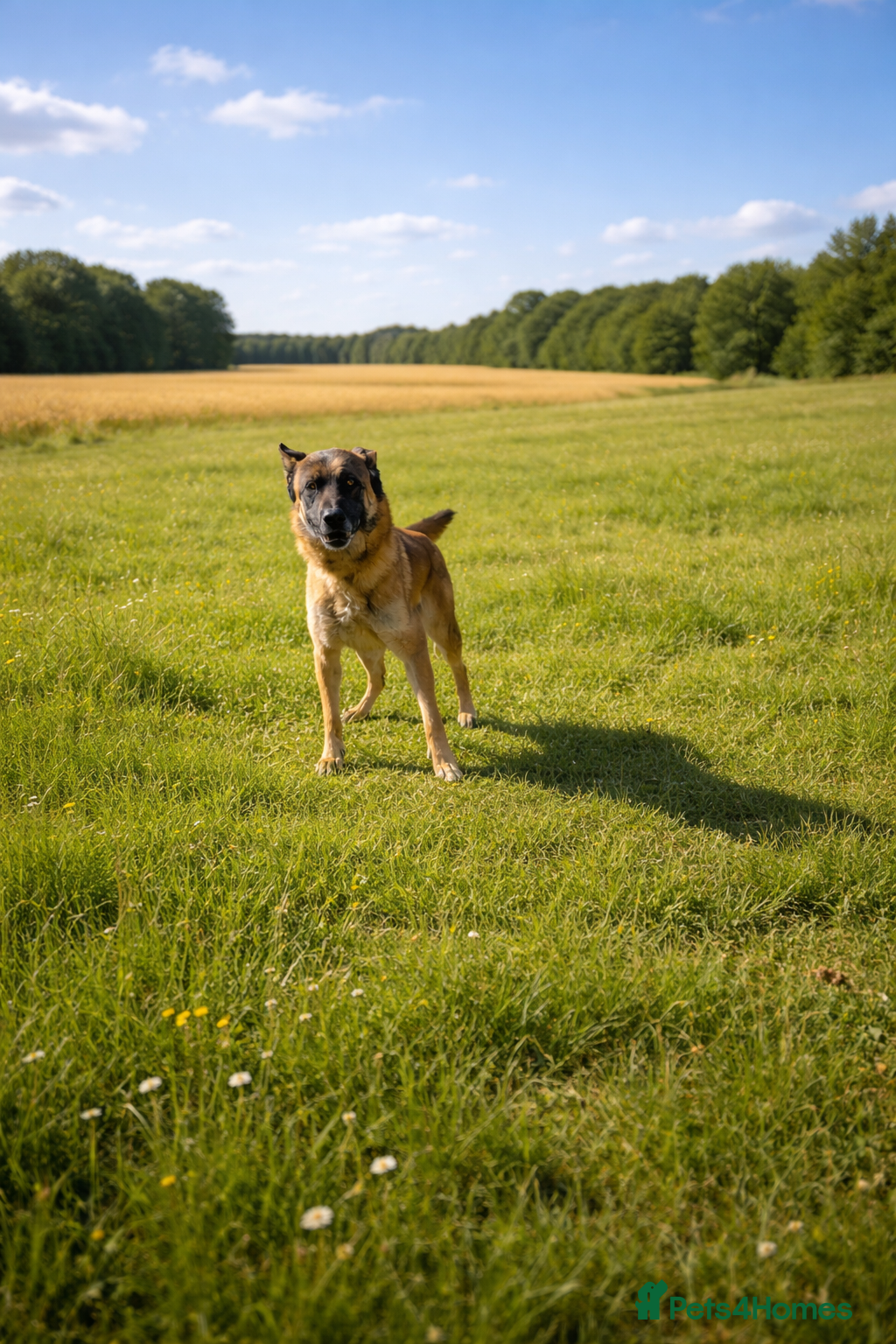 Mixed Breed dogs ‼️🚨URGENT🚨‼️ DIEGO💙🐾 - Advert 2