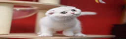 Scottish Fold cats for sale: Scottish fold and straight girls - Advert 30