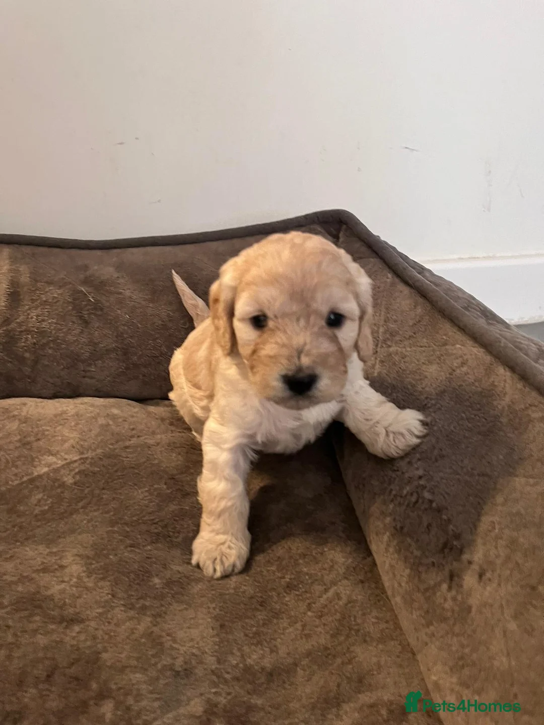 Toy Poodle dogs for stud: *STUD* Gorgeous KC Registered Toy Poodle in Manchester - Advert 19