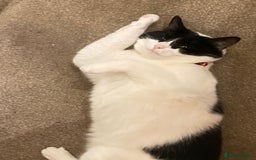 European cats for adoption: Maisie is looking for the perfect forever home - Image 14