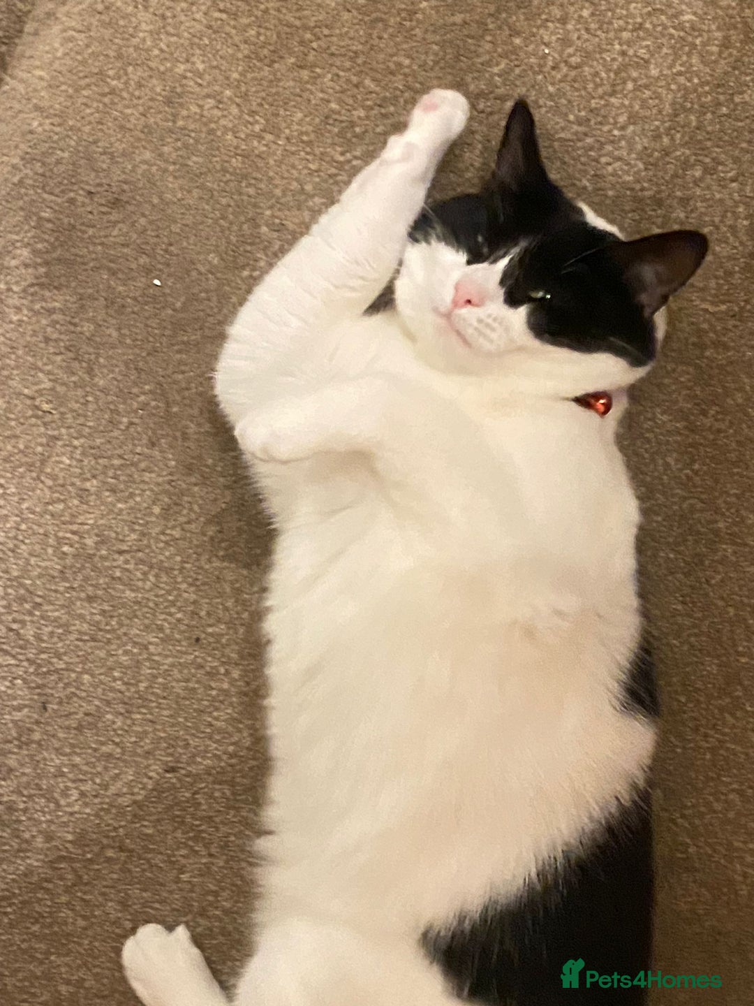 European cats for adoption: Maisie is looking for the perfect forever home - Image 14