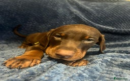 Dobermann dogs for sale: 7 handsome doberman pups - Image 3