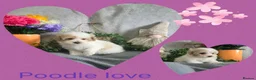 Miniature Poodle dogs for sale: Very small  harlequin miniature poodles  - Advert 7