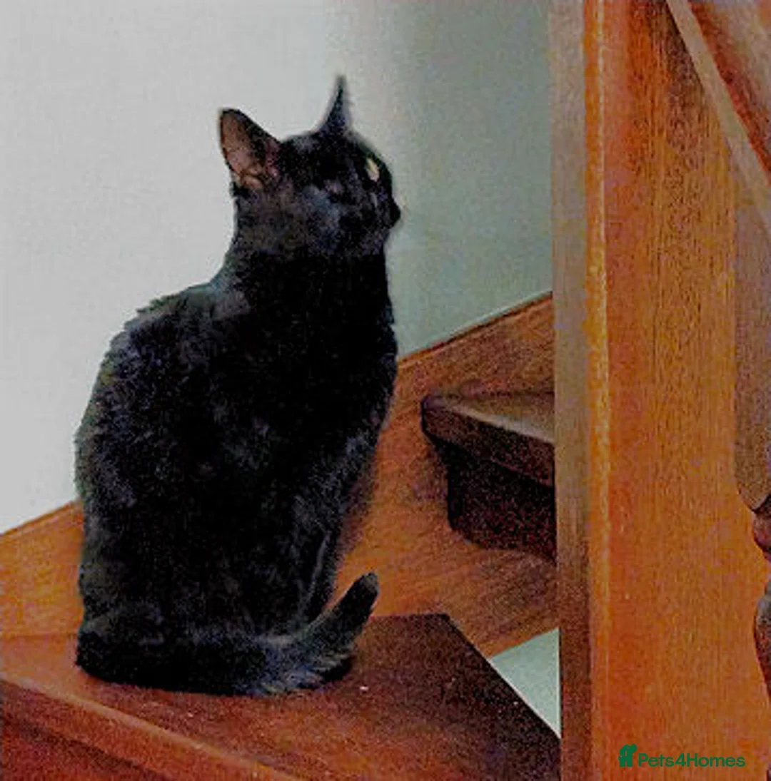 Mixed Breed cats for adoption: JACK. - Advert 1