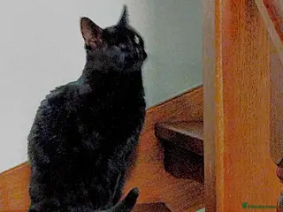 Mixed Breed cats JACK. - Advert 1