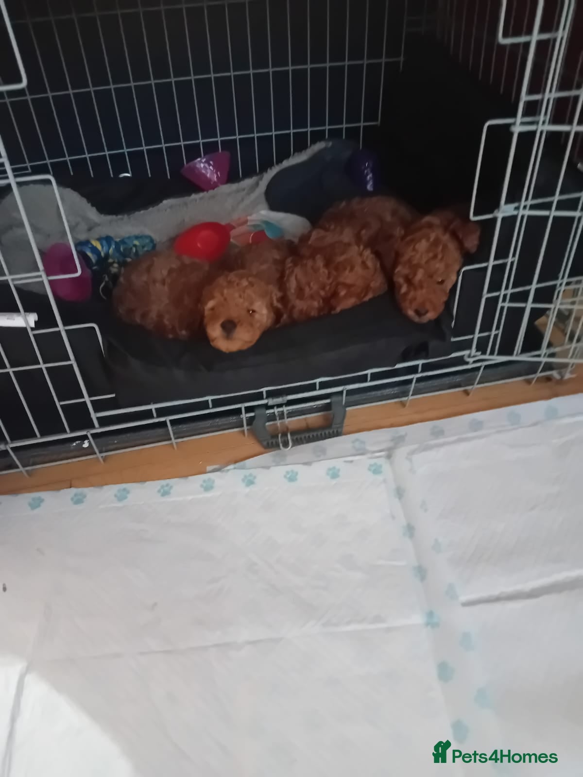 Toy Poodle dogs Deep red KC registered 5 generation Toy poodle  - Advert 9