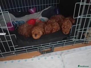 Toy Poodle dogs Deep red KC registered 5 generation Toy poodle - Advert 3