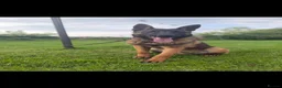 Belgian Shepherd Dog dogs for sale: Dutch herder pups - Advert 3