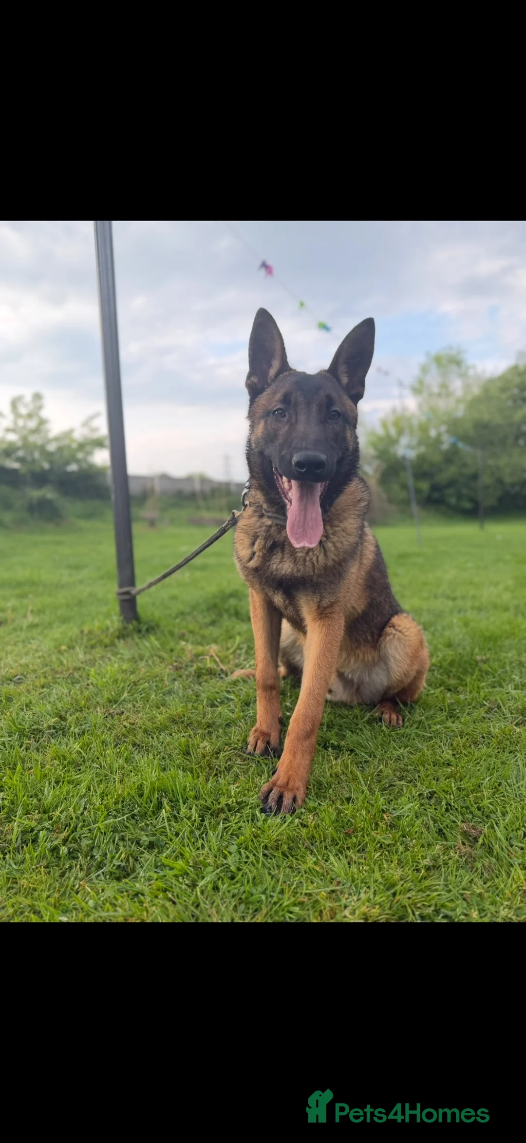 Belgian Shepherd Dog dogs for sale: Dutch herder pups - Advert 3