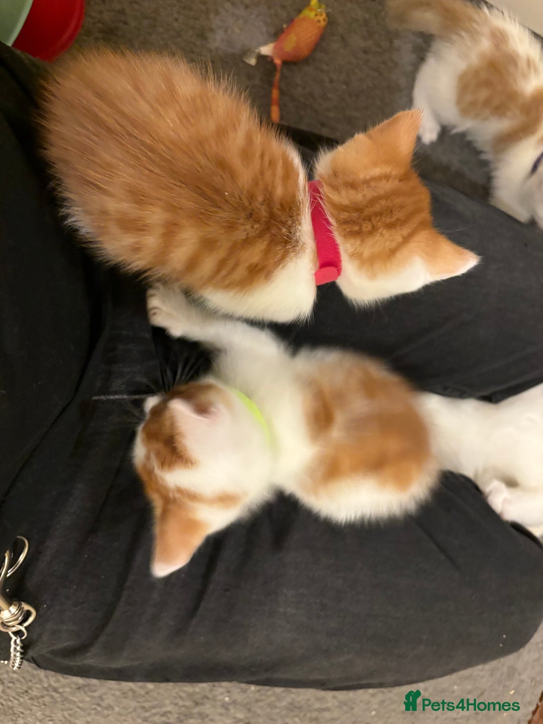 Domestic Shorthair cats for sale: Domestic Shorthairs - 6 Left - Advert 34