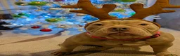 American Bully dogs for sale: 4 year old bully amazing dog  in Congleton - Advert 1