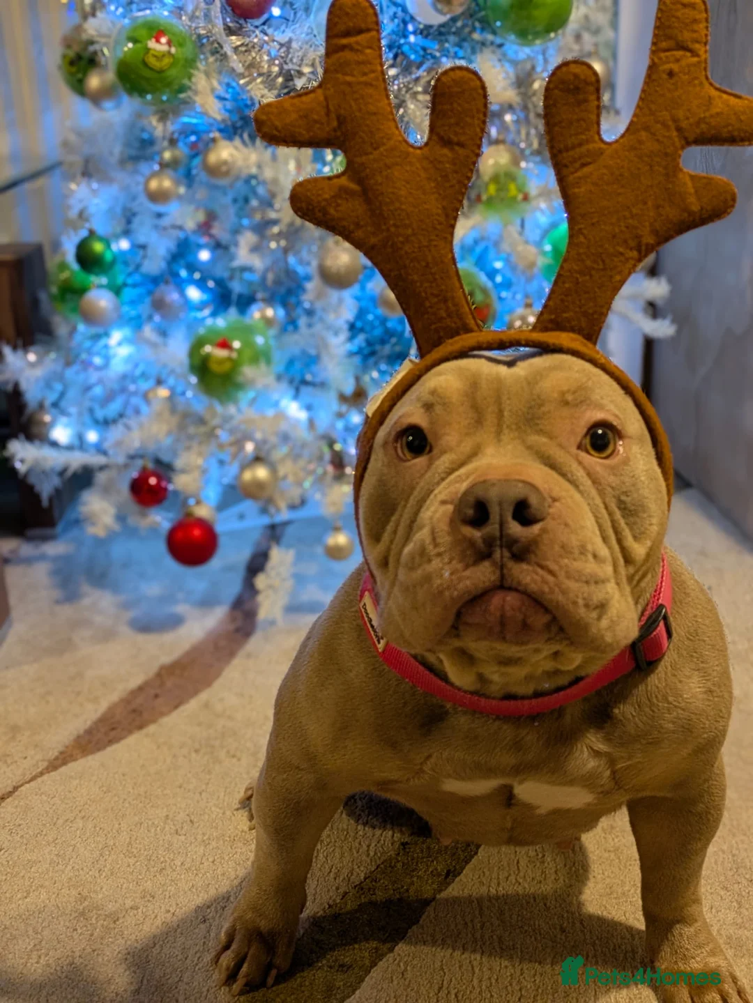 American Bully dogs for sale: 4 year old bully amazing dog  in Congleton - Advert 1