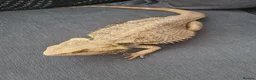 Bearded Dragon reptiles for sale: Male Bearded Dragon and Vivarium  in Hitchin - Advert 5